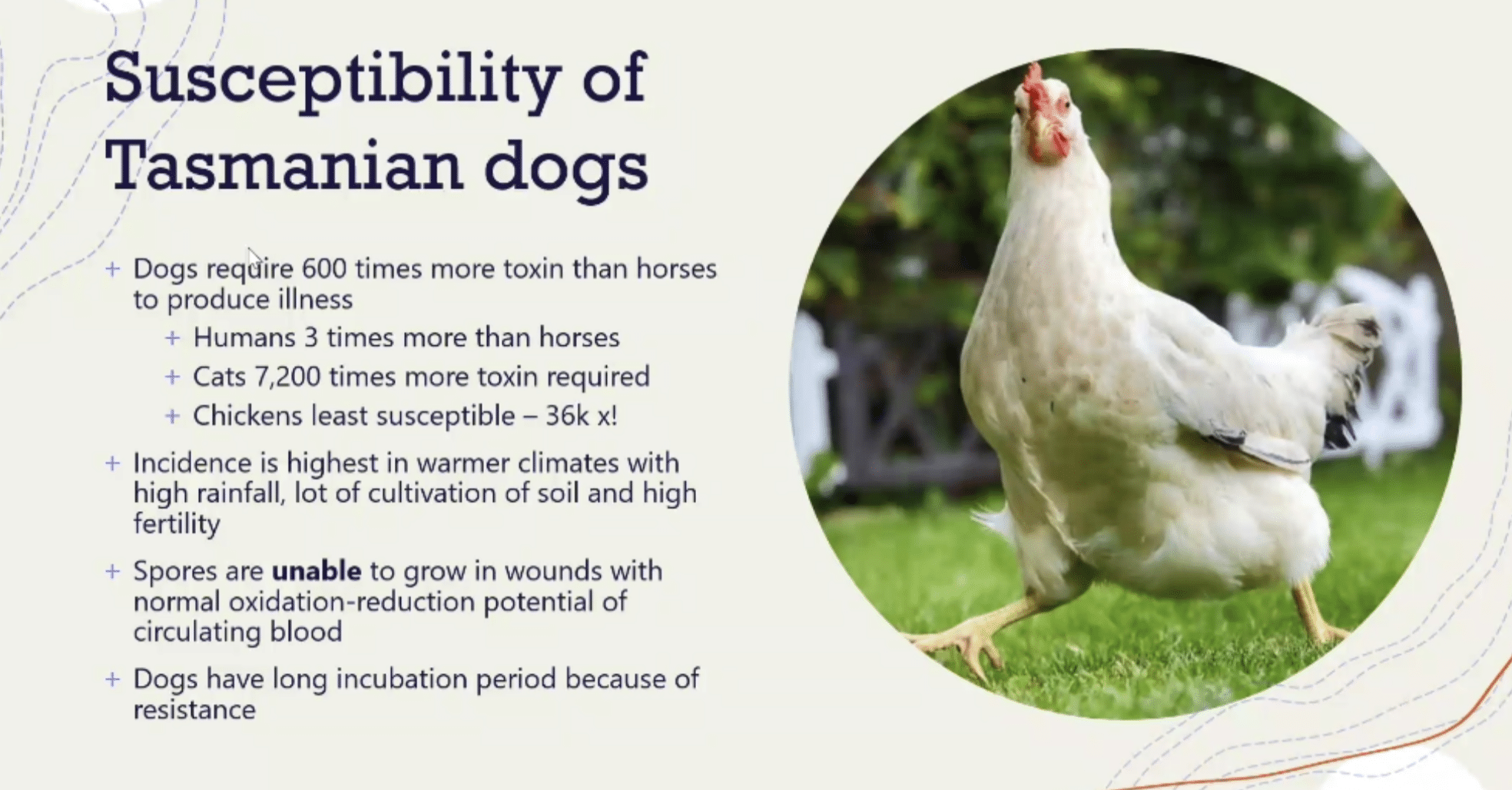 Susceptibility of Tasmanian dogs